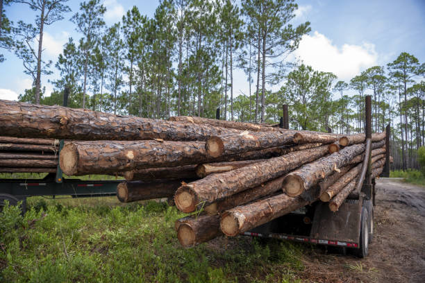 istock Large pine tree trunks loaded on trailer in forest, ready for transport to lumber mill 2160620604