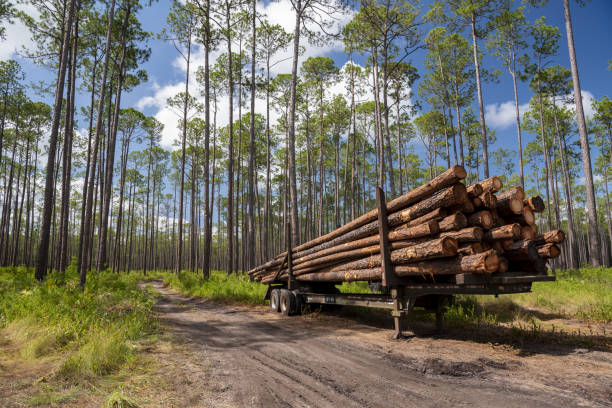 istock Pine tree trunks loaded on trailer in forest, ready for transport to lumber mill 2160620692