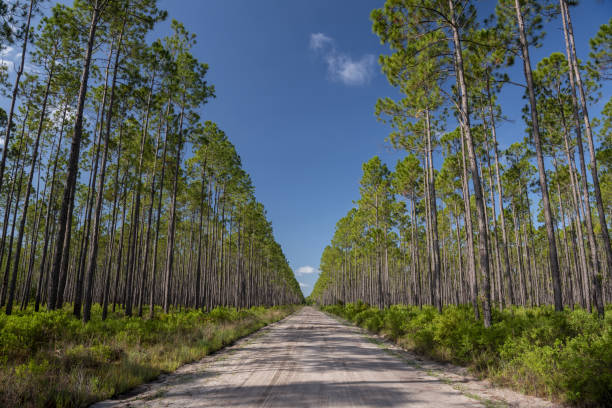 Photo taken at Osceola national Forest in North Florida. Nikon D750 with AF-S NIKKOR 24-70mm f/2.8G ED