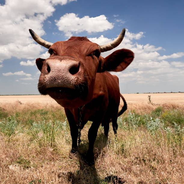istock cow calf grazing in a field on a farm 2160620817