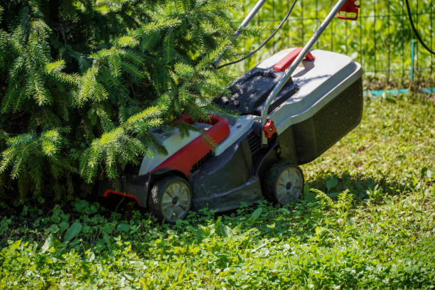 istock Mowing tall, dense grass with an electric lawn mower. 2160621596