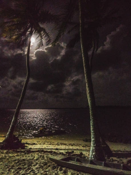istock Moonlight over the estuary water and coconut palm trees 2160622308