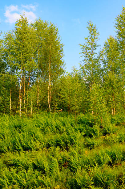 istock Fern thickets on a hillside. forest against a blue sky. Vertical photo 2160623711