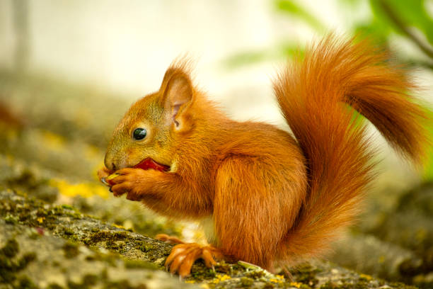 Portrait of a grey squirrel eating red plum on a tree stump in autumn, UK.