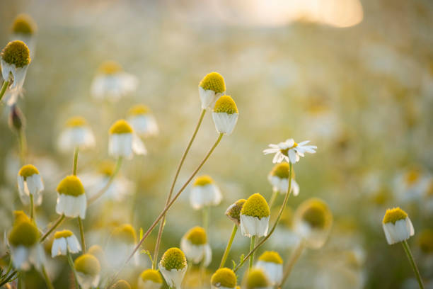 Cute field daisies in the sunlight. Closing chamomile flowers before sunset.