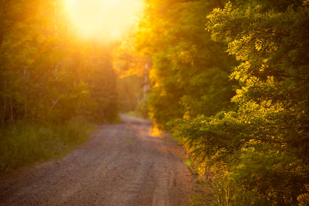 Dirt road in a green forest in sunny soft sunset light.