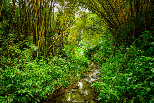 A small creek and bamboo in the rainforest of the Akaka Fall State Park in Big Island in Hawaii