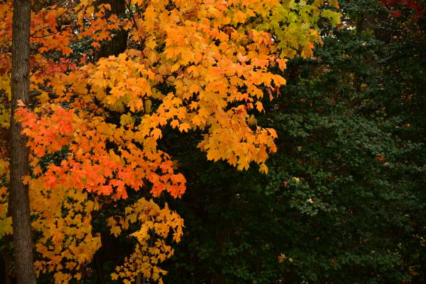 turning colors of autumn in Virginia