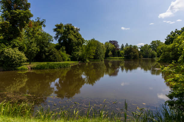 Pond with green water. There is tall grass and trees around the pond.