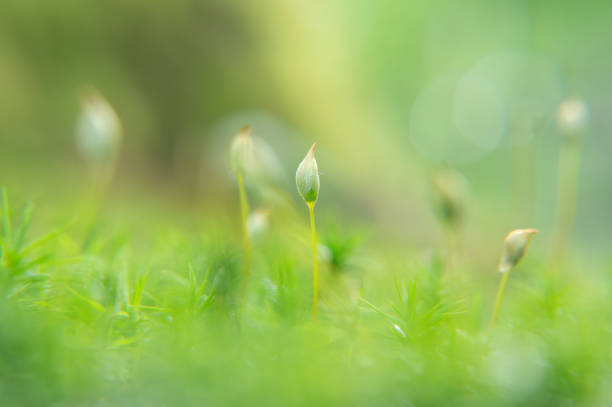 Focus on a single moss spore against a blurred green background in summer.