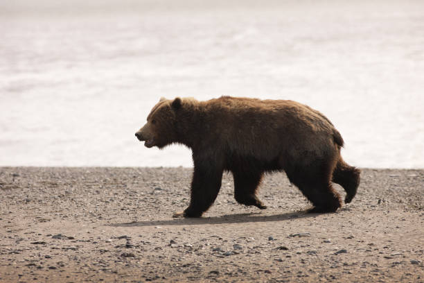 A single young Kodiak grizzly brown bear walks on the beach looking for food, in Lake Clark National Park and Preserve, Alaska.  The bear appears close up, just right of center in this horizontal frame.  The lower half of the image is tan beach sand and the upper half is gray water background.