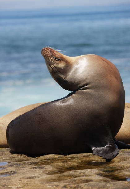 istock One Sea Lion Sleeps on Beach Sitting Up Head Tilted Far Back 2160631006