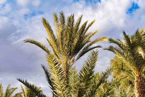 istock blue sky over tropical African date palm Phoenix dactylifera with clouds, concept transcendence, natural beauty tropics, infinity tropical background, banner for travel agencies, hotels, airlines 2160631257