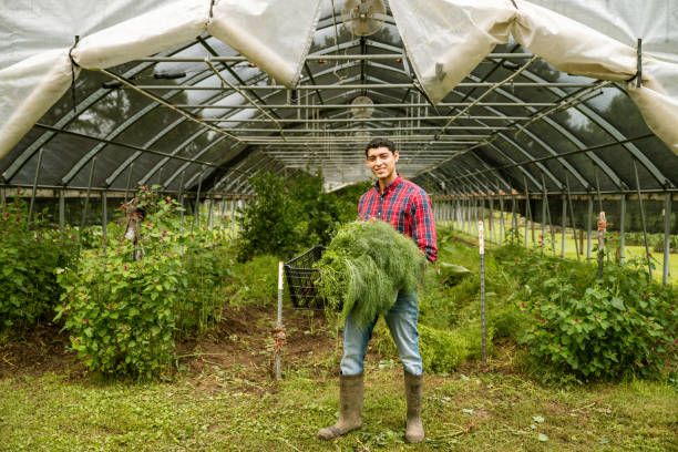 Organic farmer portrait carrying a crate with fennel in front of greenhouse