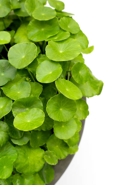 istock Centella asiatica (gotu kola). Fresh green leaves herb in water pot 2160633013