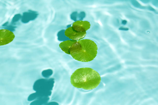 Centella asiatica leaves floating on the water