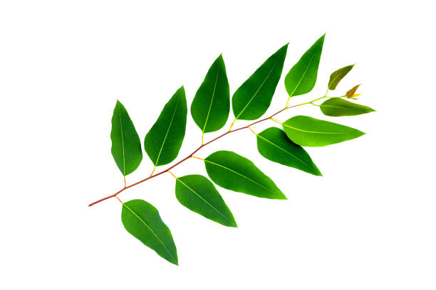 istock Eucalyptus leaves on white background. 2160633200