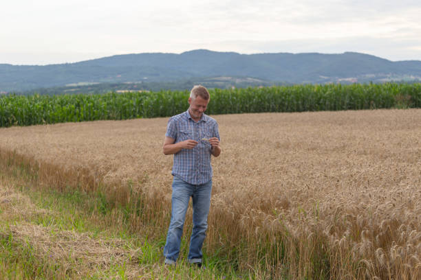 istock Small business, ripe wheat field 2160634207