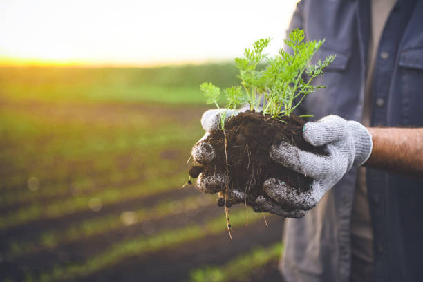 istock farmer holding soil with sprout in his hands 2160634328