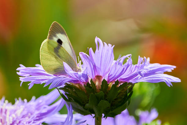 Cabbage butterfly female feeding with flower nectar from Stokesia Laevis 'Mels Blue' ( Pieris brassicae )