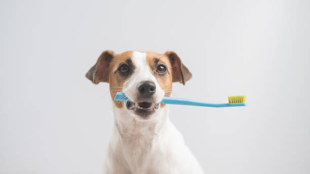 istock Jack Russell Terrier dog holding a blue toothbrush on a white background. 2160639193