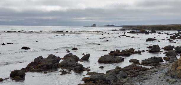 istock Elephant Seals in San Simeon California 2160639736