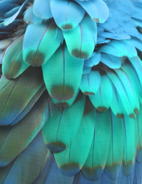 istock Zoom of Turquoise Feathers 2160639774