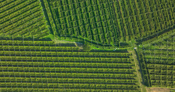 istock AERIAL TOP DOWN: Precisely arranged vibrant green rows of thriving grapevines 2160640135