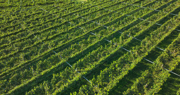 istock AERIAL: Beautifully aligned rows of vibrant green grapevines captured from above 2160640141