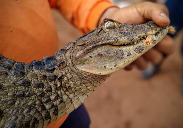 istock A man holding a young Broad-snouted Caiman 2160640258