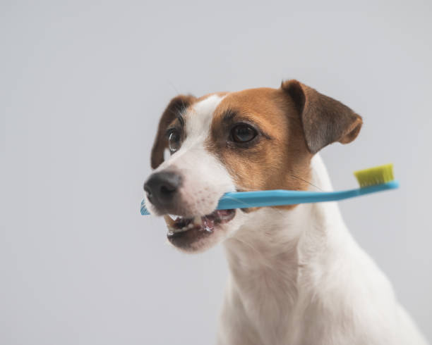 istock Jack Russell Terrier dog holding a blue toothbrush on a white background. 2160641459