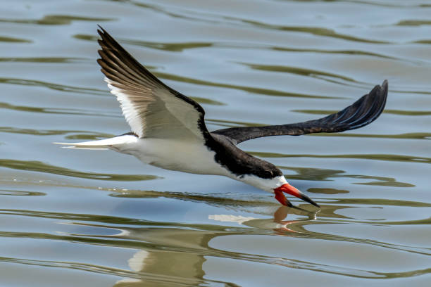 istock Black Skimmer Wings Outstretched 2160644675
