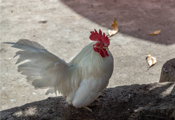 istock Beautiful white bantam chicken. White rooster standing on tree trunk in the garden. 2160646157