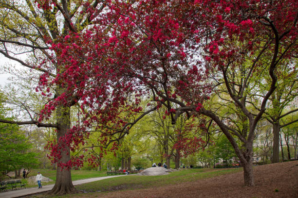 People enjoying Central Park, Manhhatan Island, New York City.