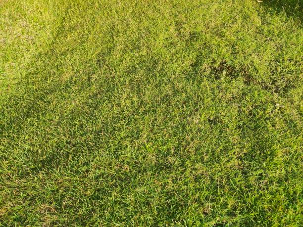 istock The garden grass is so green and well cared for 2160649752