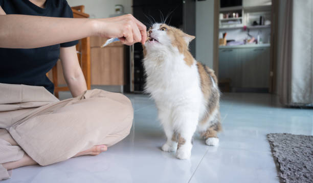 istock Crossbreed Persian cat licking liquid snack. 2160652150