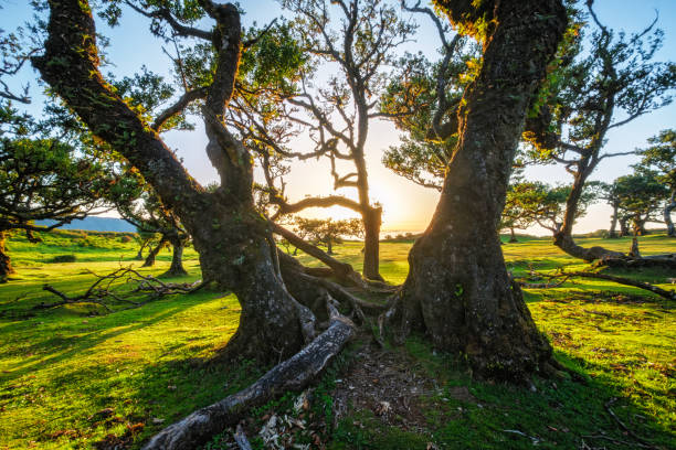 istock Fanal forest on Madeira island, Portugal 2160652979