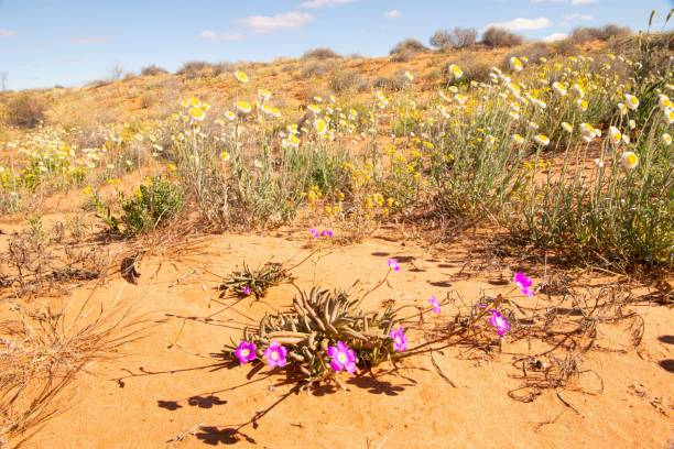 A Tansyaster flower (Dieteria sp.) grows in the dry ground of Dinosaur National Monument, along the edge of Utah and Colorado.