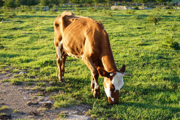 istock A herd of cattle was grazing on the prairie 2160655329