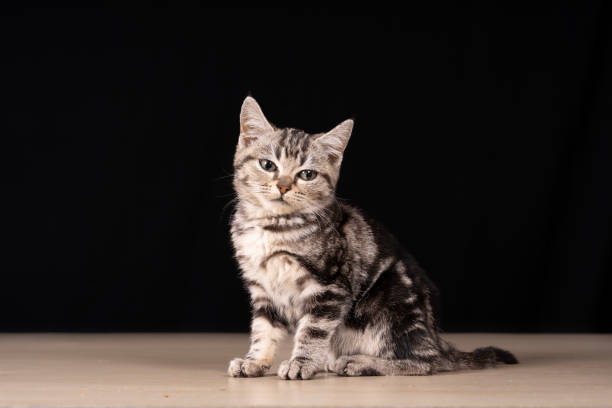 istock A cute little cat in the background 2160655585