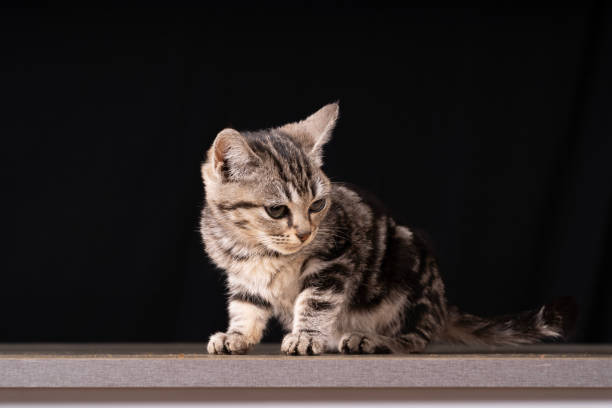 istock A cute little cat in the background 2160655594