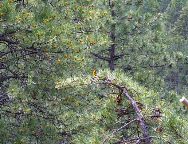 istock Western Tanager on rock a pine tree branch 2160656768