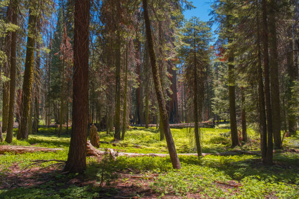 lush vegetation in sequoia national park