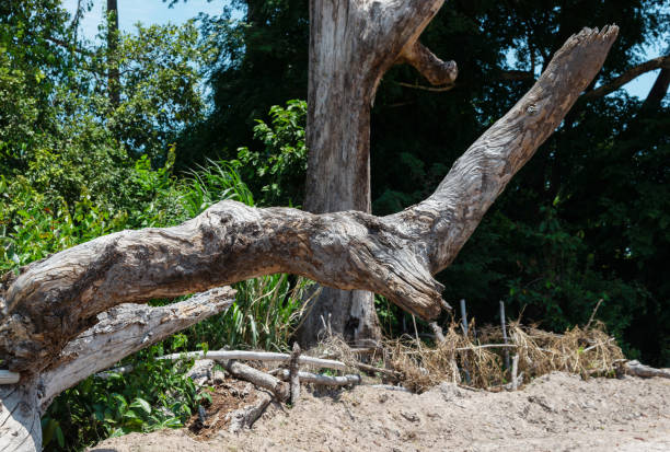 istock Dead tree standing alone in the summer field on sunset. Blue sky . 2160660395