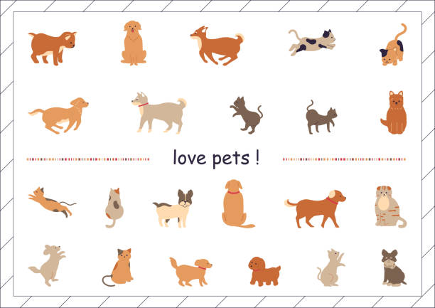 kolekce ilustrací pro domácí mazlíčky - čivava ilustrace stock ilustrace
