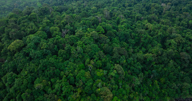 istock Aerial view of mixed forest, deciduous trees, greenery and waterfalls flowing through the forest. The rich natural ecosystem of rainforest concept is all about conservation and natural reforestation. 2160669777