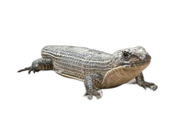 istock a photography of a lizard with a white background. 2160670168