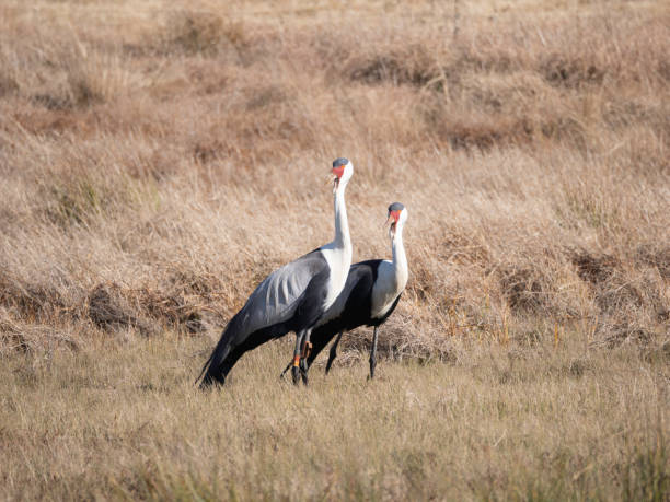 istock Pair of Wattled Cranes 2160670338