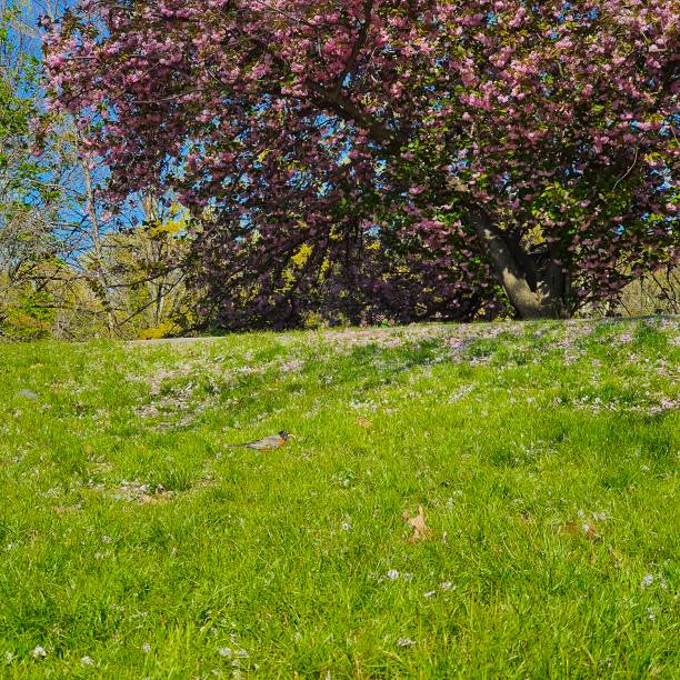 The Back Bay Fens, often called The Fens, is a parkland and urban wild in Boston, Massachusetts. This large greenspace has multiple gardens, playgrounds, ball fields & memorials, plus picnic areas.