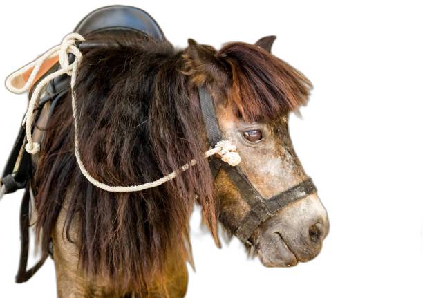 istock a photography of a horse with a saddle on its head. 2160672019